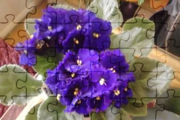 VIOLETAS.