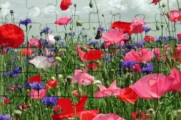 Flowers in the field