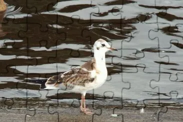 Juvenile Black-headed Gull jigsaw puzzle
