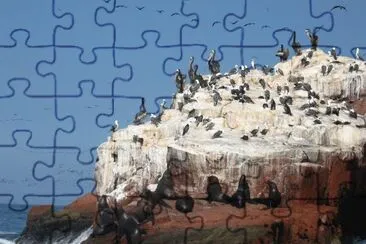 Animais Marinhos