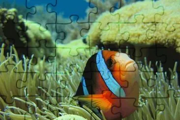 Nemo