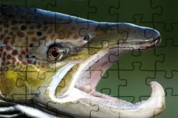 SALMÃ“N EN EL RÃO