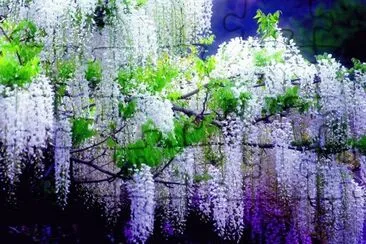 fleurs: glycine jigsaw puzzle