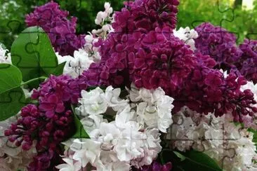fleurs: lilas jigsaw puzzle