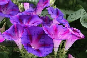 fleurs: liserons jigsaw puzzle