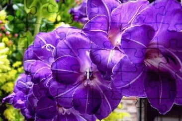 fleurs: glaieuls jigsaw puzzle