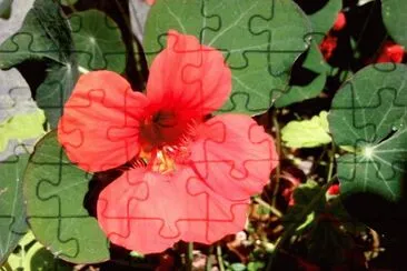 Caputxina jigsaw puzzle