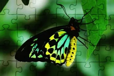 papillon