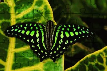 papillon