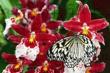 papillon
