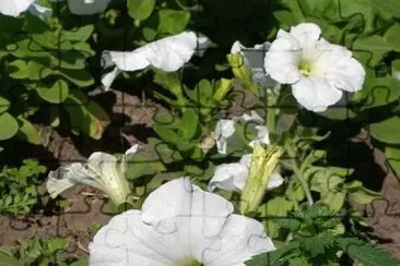 Flor Blanca jigsaw puzzle