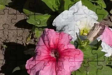 Flor Rosa jigsaw puzzle