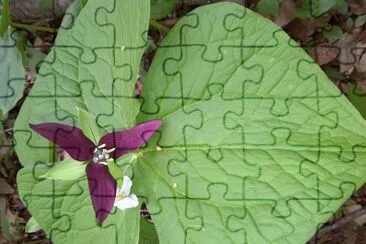 Trillium jigsaw puzzle