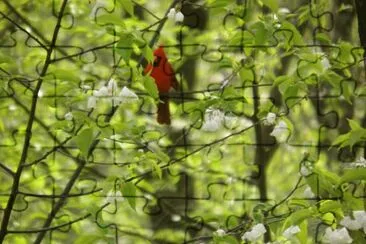 Cardinal in basswood tree
