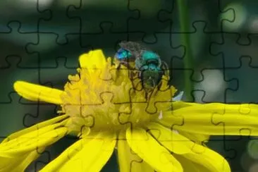 Avispon verde y marguita jigsaw puzzle