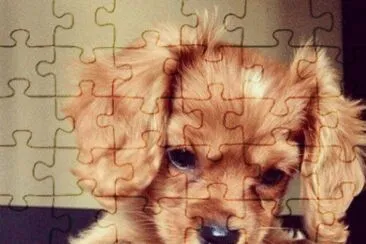 chiot