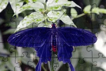 papillon