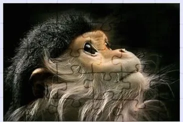 singe jigsaw puzzle
