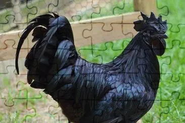 coq jigsaw puzzle