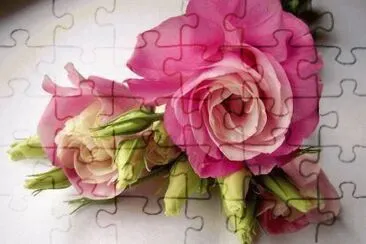 fleurs: lisianthus