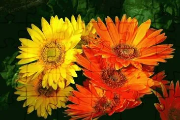 fleurs: gerberas
