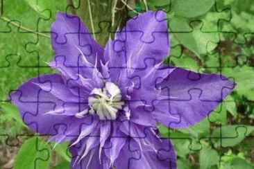 פאזל של fleurs: clÃ©matites
