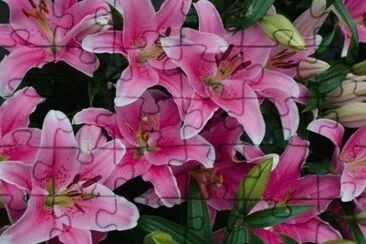 fleurs: lys