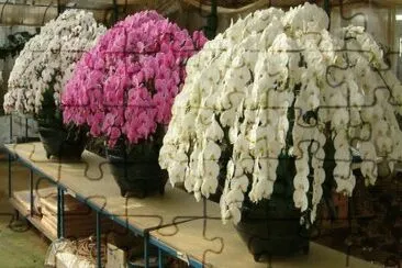 orquÃ­deas