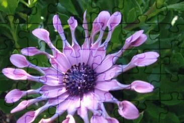fleur