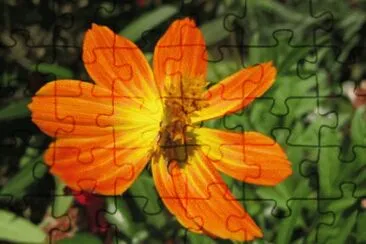 cosmos orange