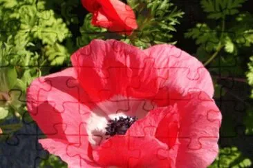 fleur