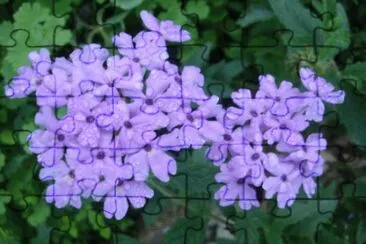 fleur