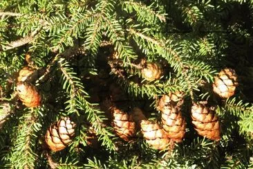 Pinecones