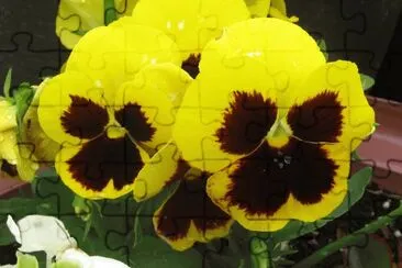 Yellow pansies