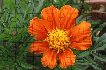 Awesome orange