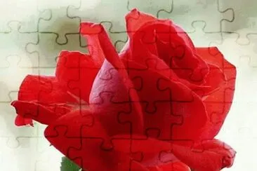 - rosa vermelha! jigsaw puzzle