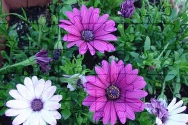 fleurs jigsaw puzzle