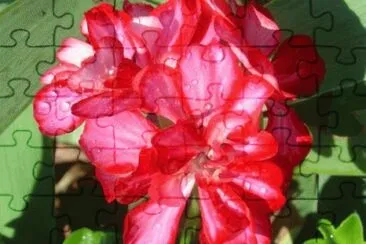 geranium lierre