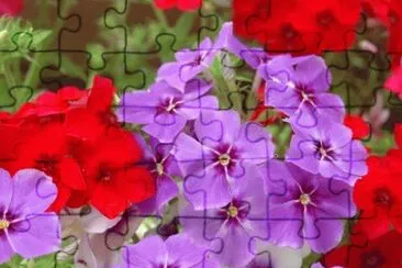 phlox