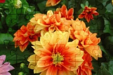 dahlias jigsaw puzzle
