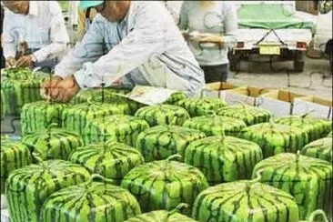 sandias cuadradas
