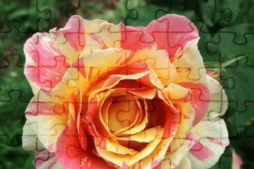 Claude Monet Rose jigsaw puzzle