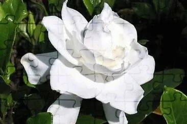blanca jigsaw puzzle