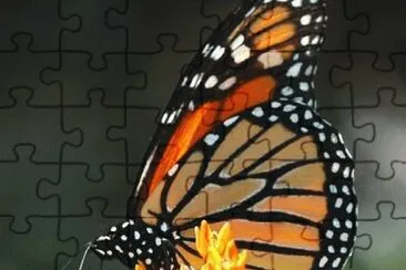 mariposa