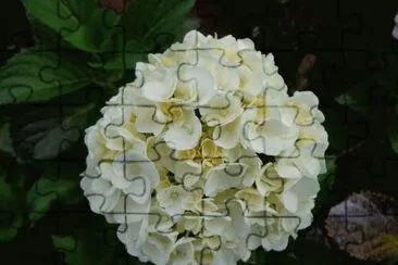 HORTENCIAS