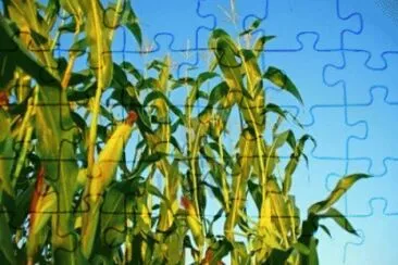 august12 jigsaw puzzle