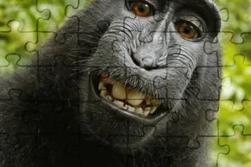 - macaco,(.) jigsaw puzzle