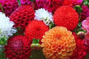 DALIAS. jigsaw puzzle
