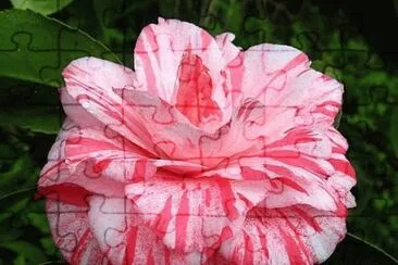 fleur