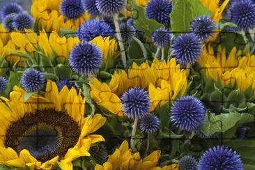 Sunflowers